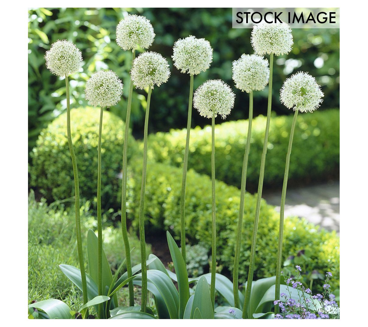 Van Zyverden Allium Mount Everest Set of 3 Bulbs