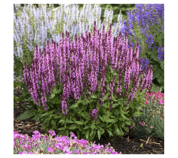 Roberta's Salvia All Pink Profusion 1pc