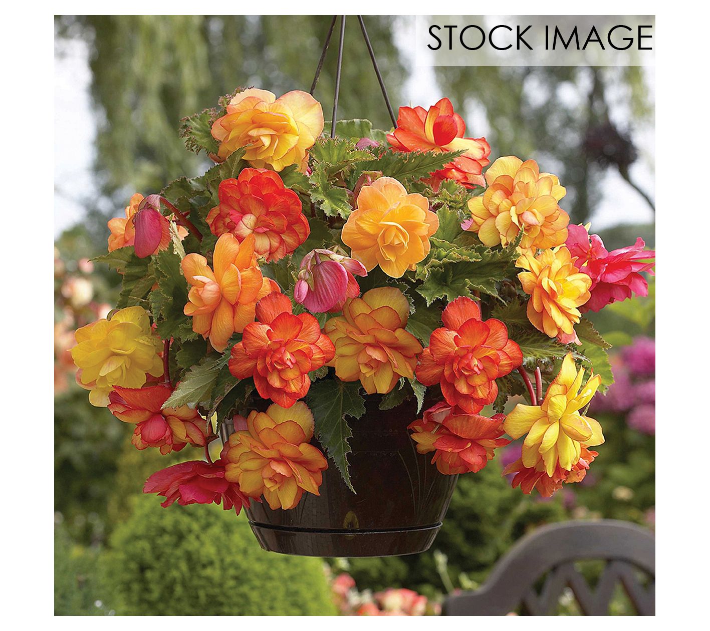 Van Zyverden Hanging Basket Begonias Golden Balcony 3 Bulbs