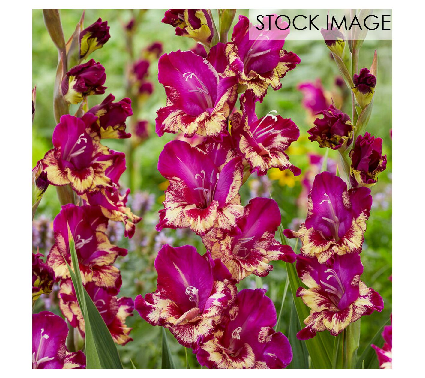 Van Zyverden Gladiolus Large Colour Club Set of12 Bulbs