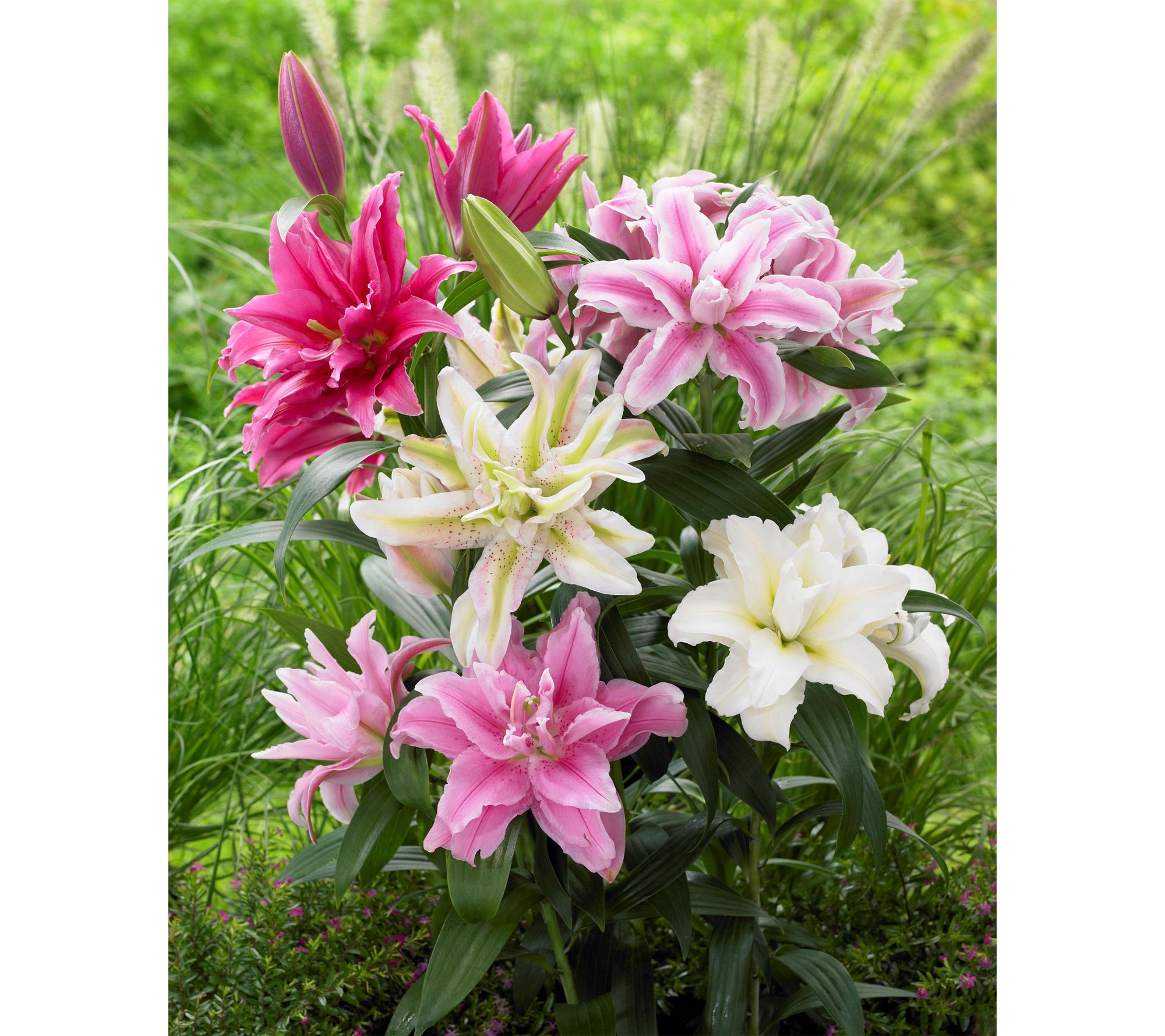 Roberta's 4 pc. Multi-Petaled and Pollen Free Roselilies