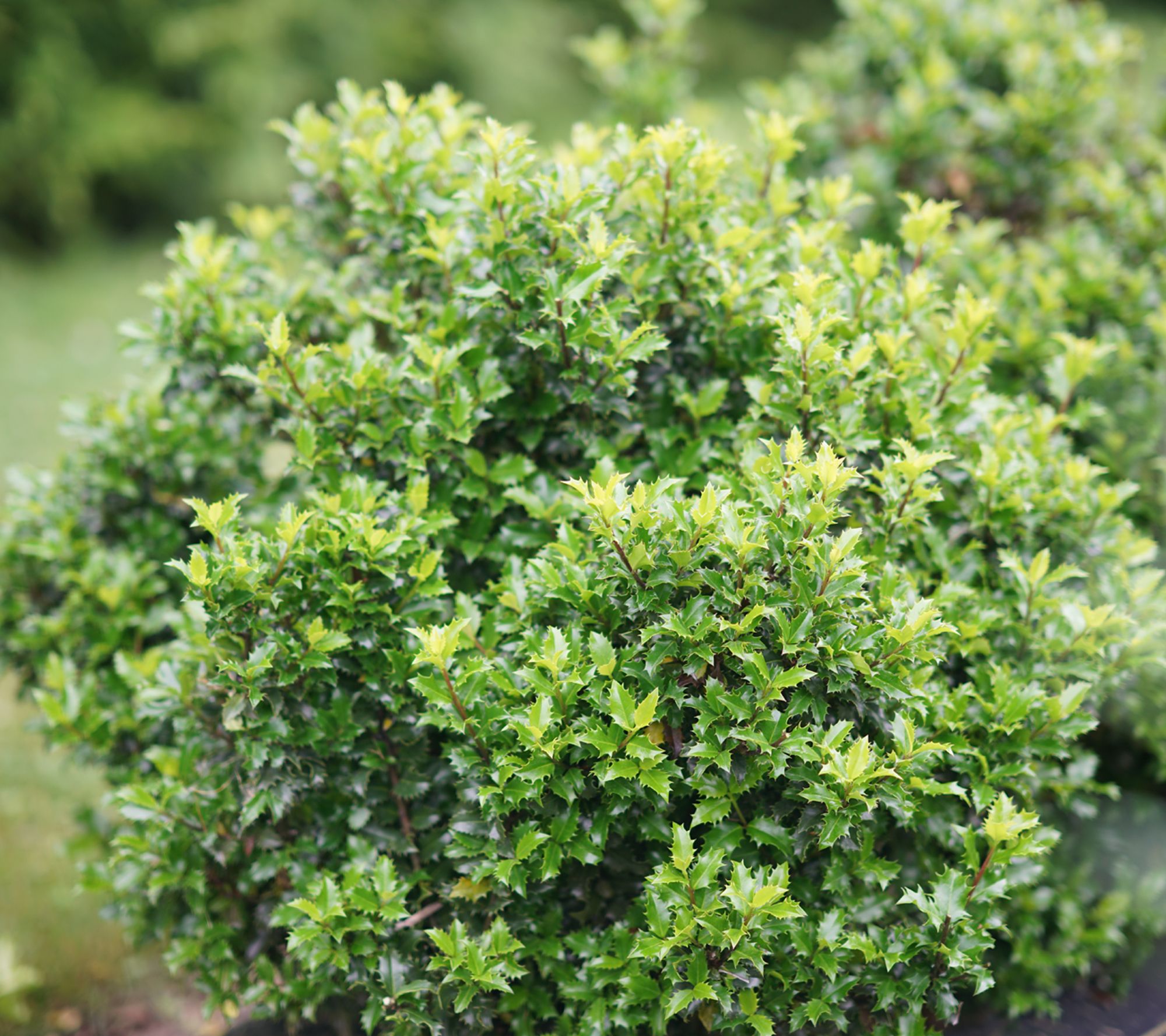 Roberta's 1 pc. Castle Keep Blue Holly