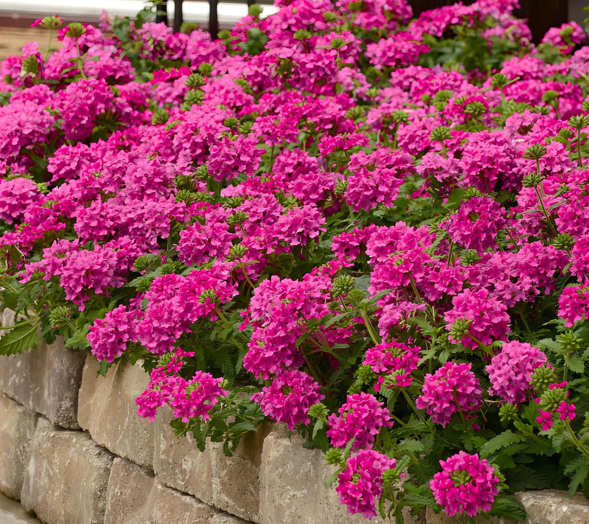 Cottage Farms 2-Piece EnduraScape Verbena