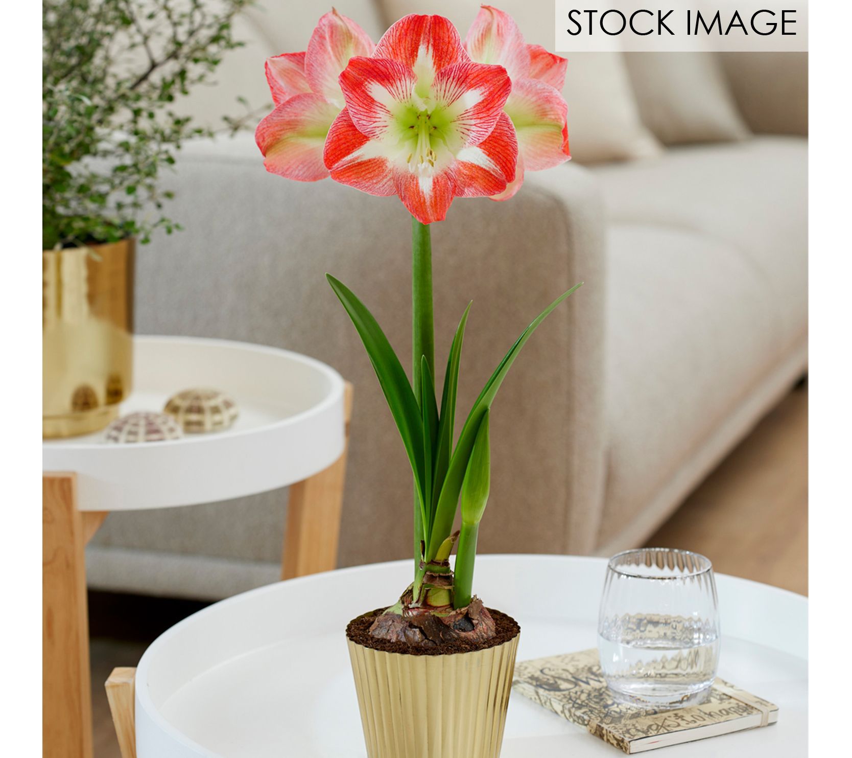 Van Zyverden Pre-planted Amaryllis Minerva & Planter, Stand