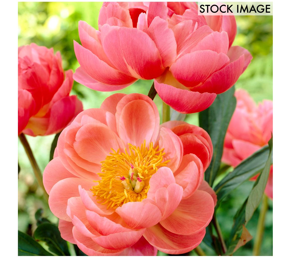 Van Zyverden Peonies Coral Charm Set of 3 Roots
