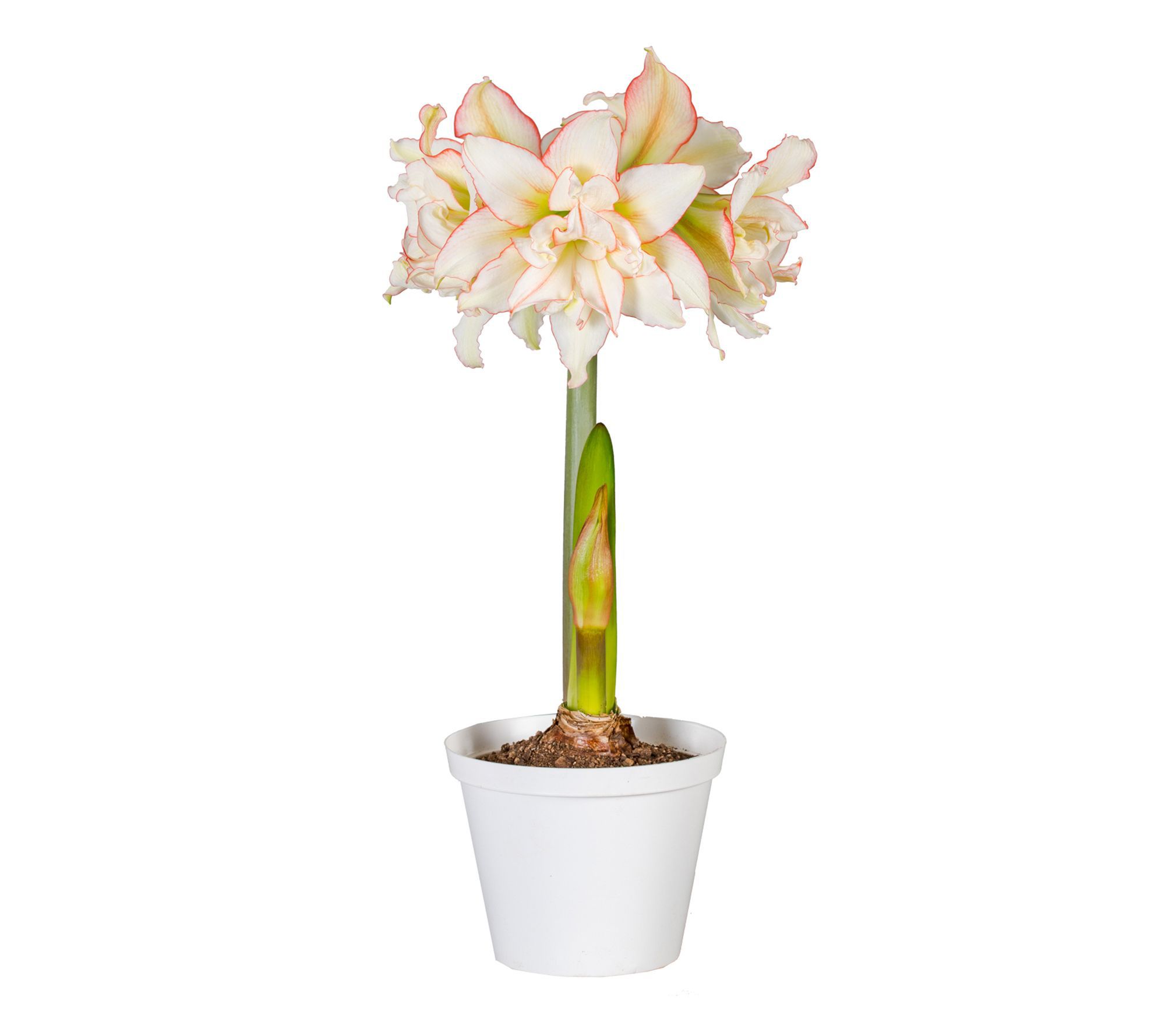 Van Zyverden Premium Fast Track Amaryllis Impat ient 1 Bulb