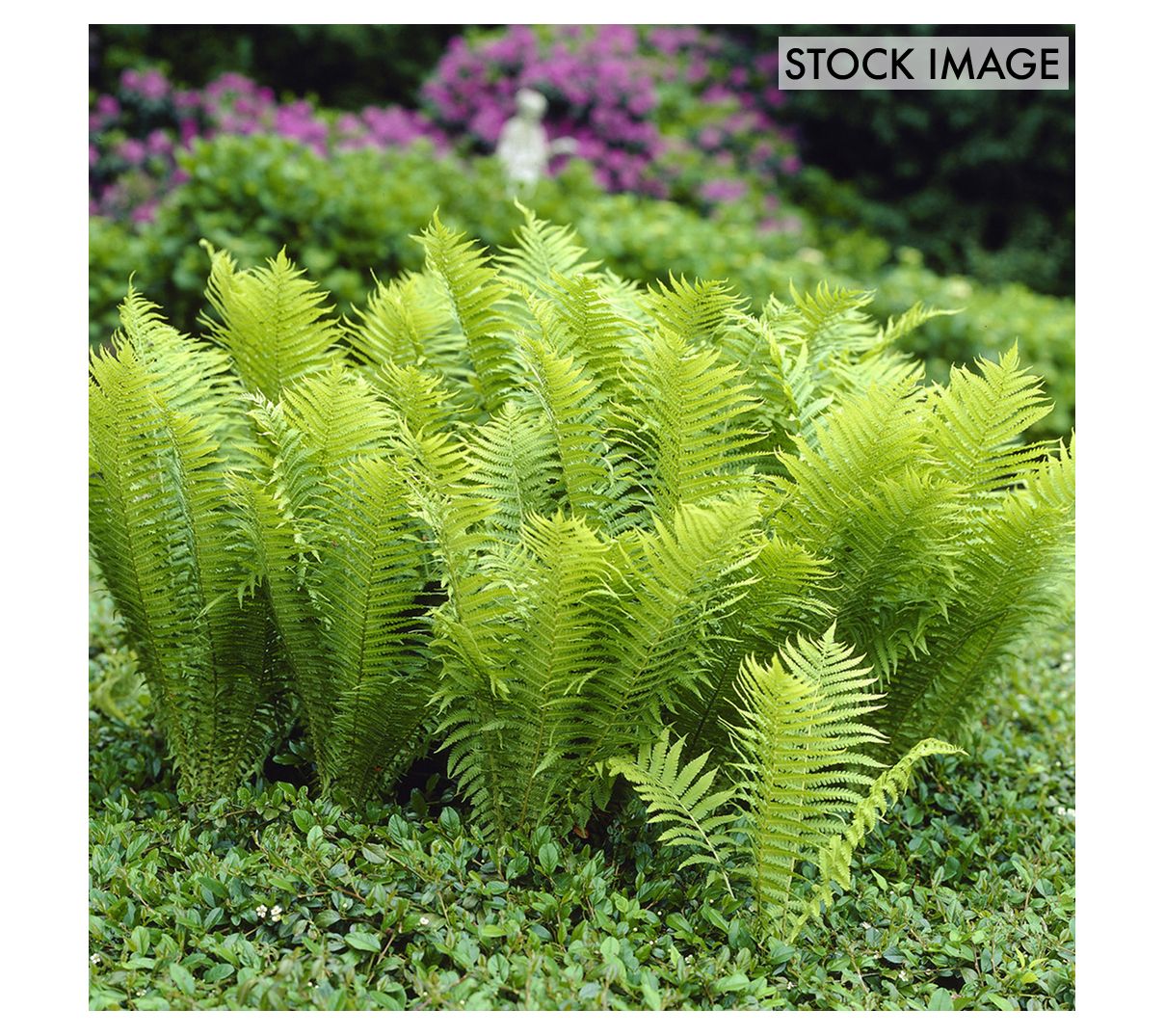 Van Zyverden Woodland Plant TN Ostrich Glade Fern 1 Root