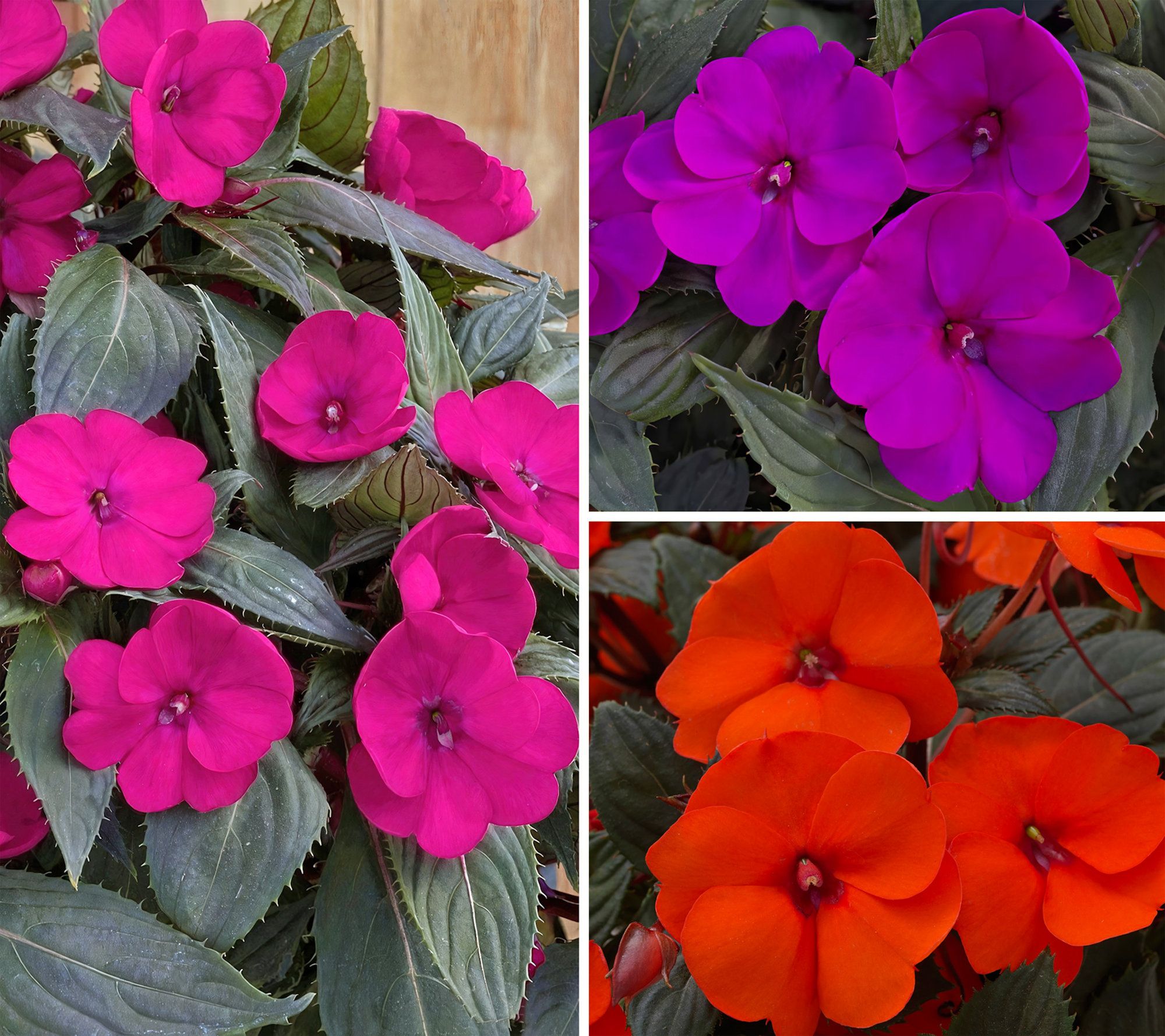 Cottage Farms 3pc Fruit Cocktail SunPatiens