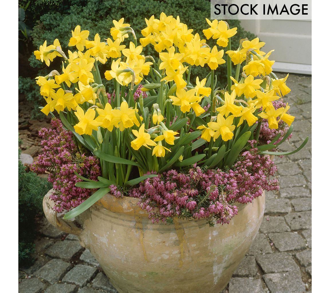 Van Zyverden Daffodils Tete A Tete For Containers 25 Bulbs