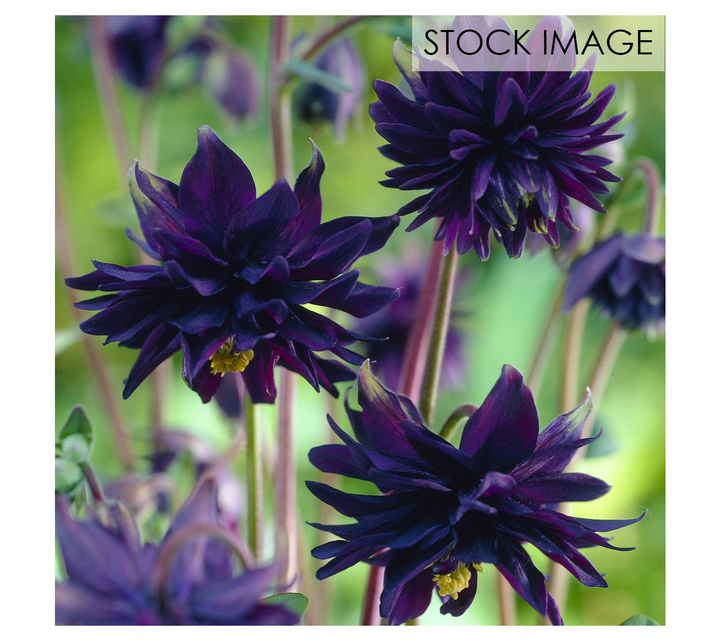 Van Zyverden Aquilegia Columbine Black Barlow Set of 5 Roots