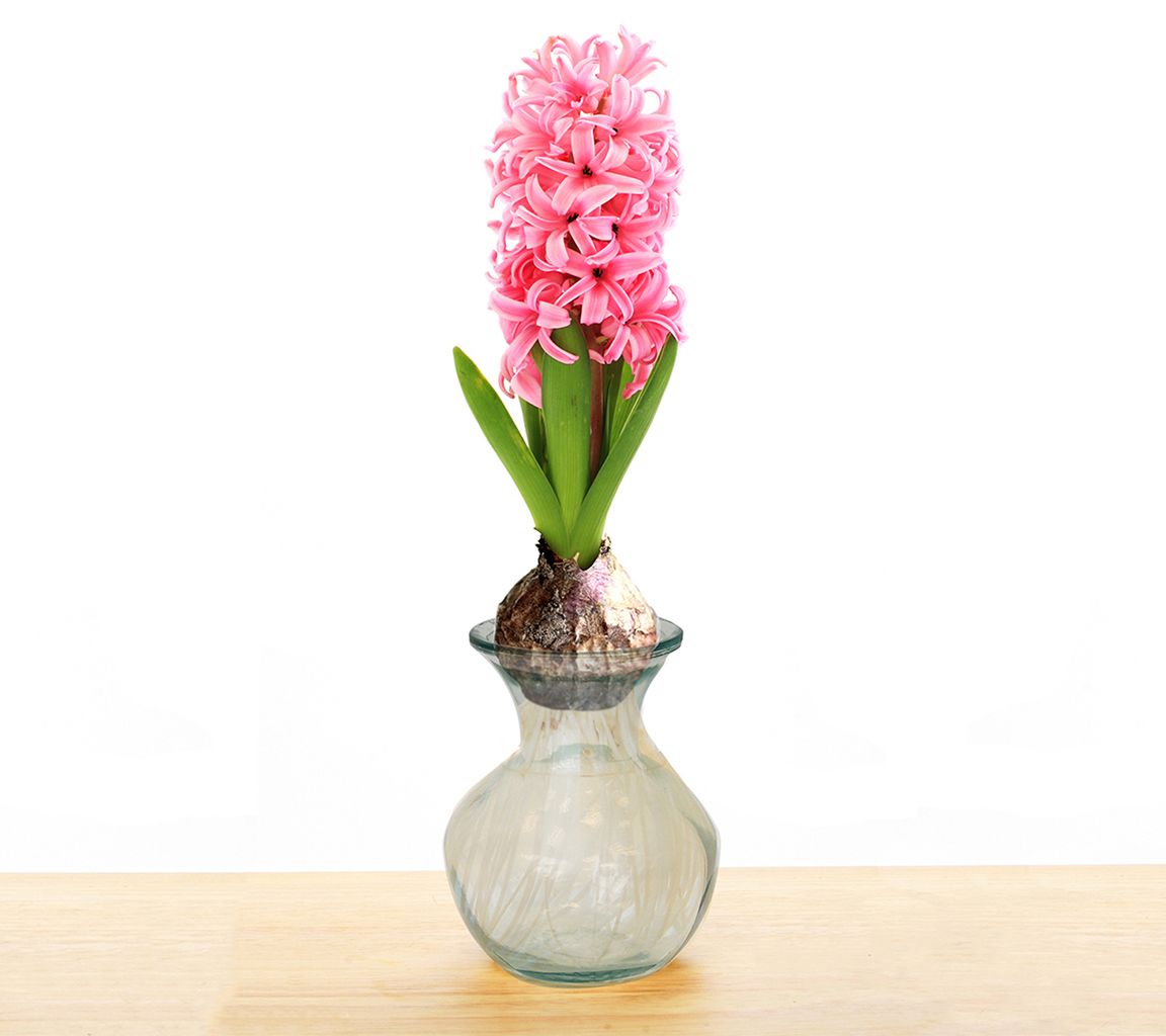 Van Zyverden Hyacinth Kit Pink With Clear Artisan Glass