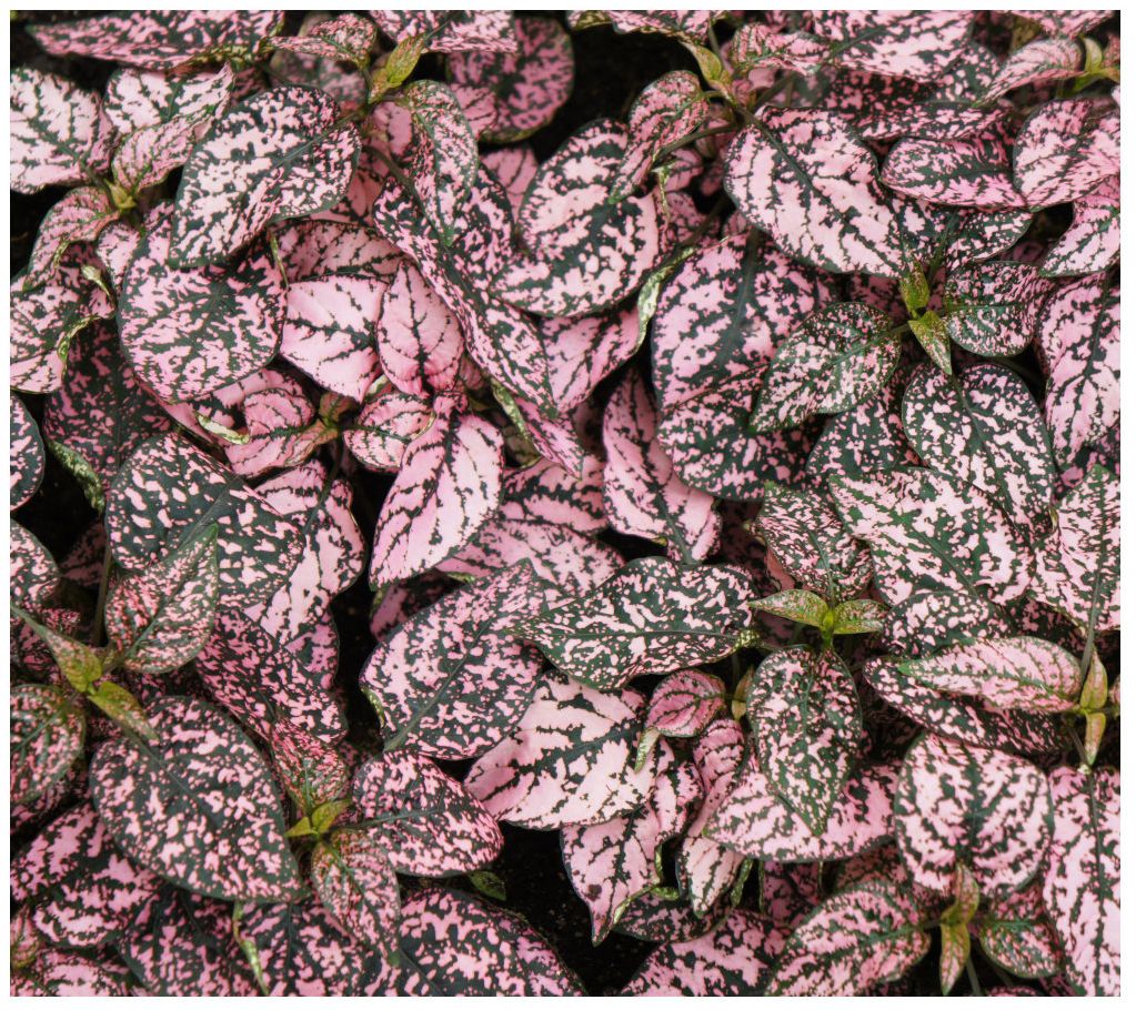 Cottage Farms Splash Select Pink Polka Dot Plant - QVC.com