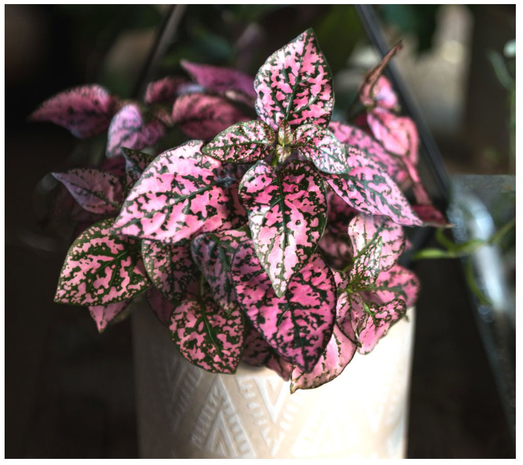 Cottage Farms Splash Select Pink Polka Dot Plant