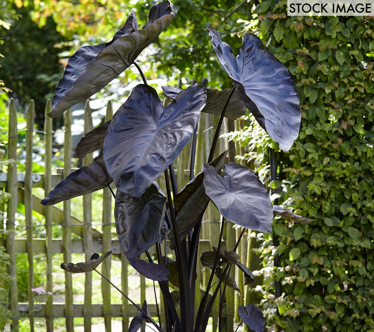 Van Zyverden Elephant Ears Black Coral Set of 1Bulb