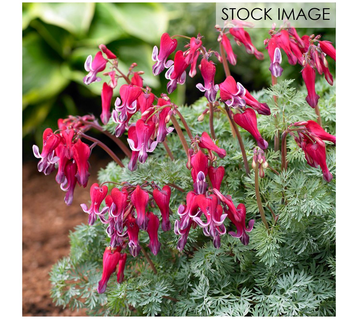 Van Zyverden Bleeding Hearts Fire Island PP Setof 1 Root