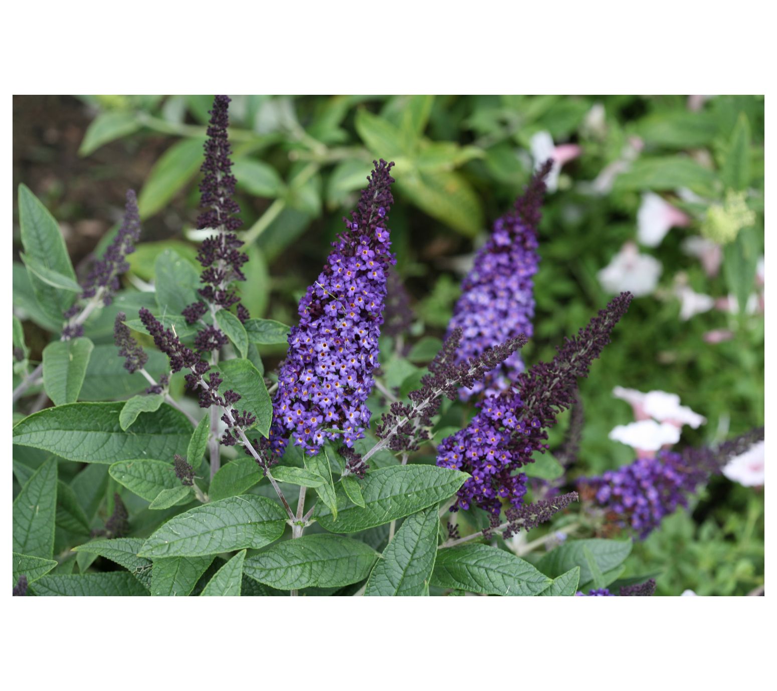 Roberta's 1Piece Butterfly Bush Pugster Blue