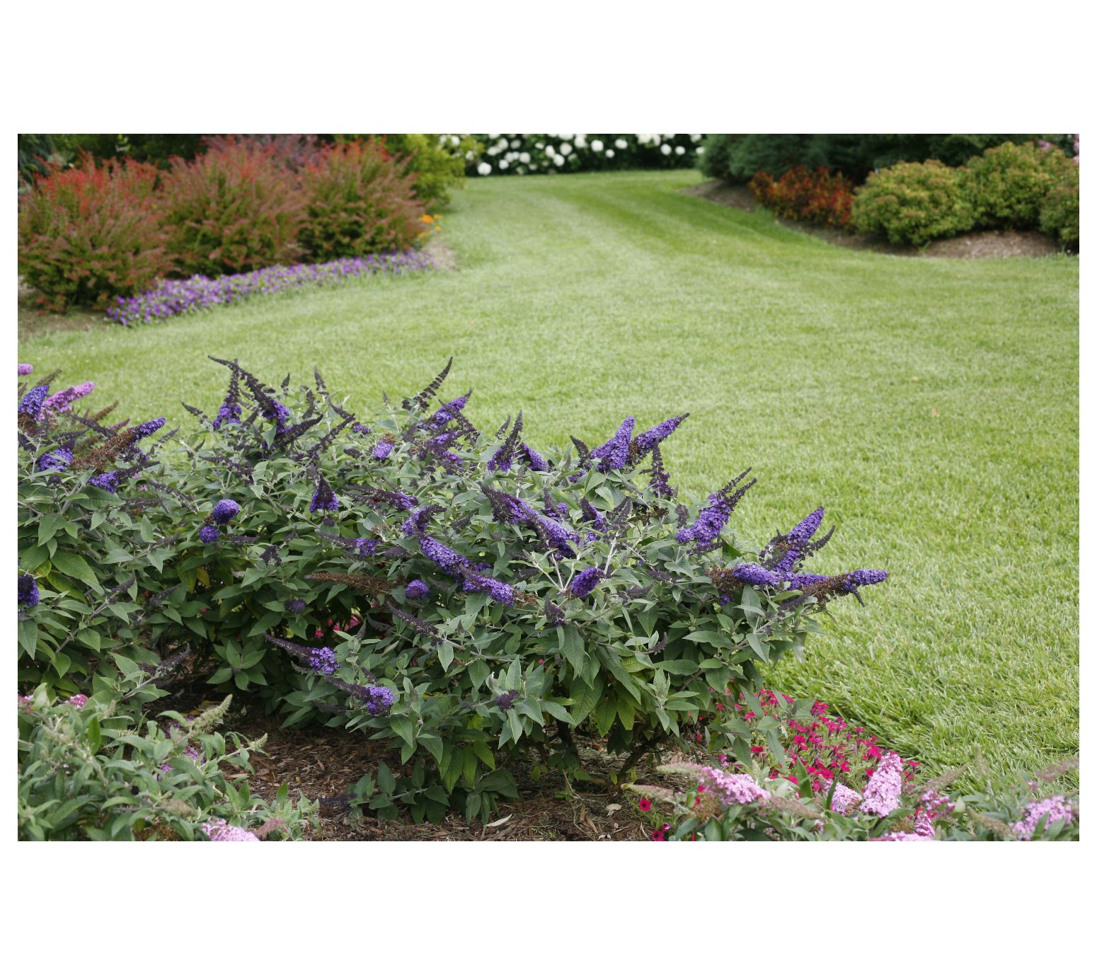 Roberta's 1Piece Butterfly Bush Pugster Blue