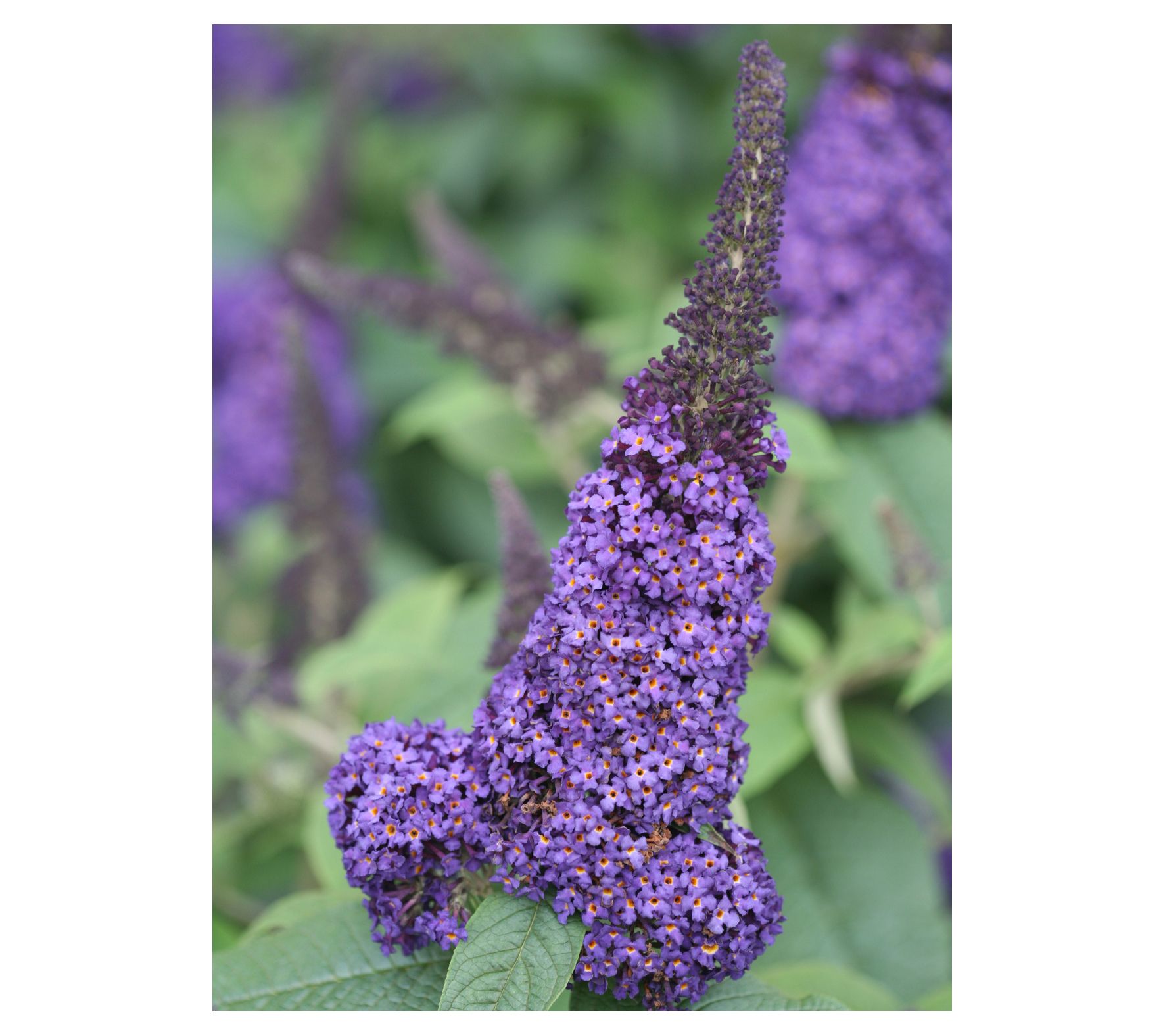 Roberta's 1-Piece Butterfly Bush Pugster Blue