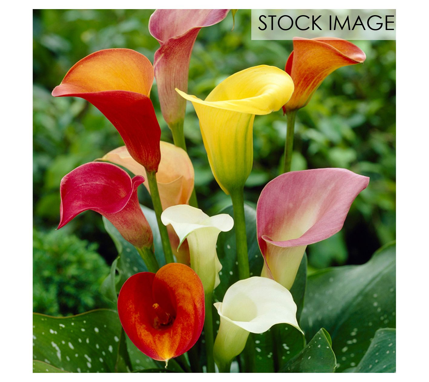 Van Zyverden Callas Mixed Colors Set of 5 Bulbs