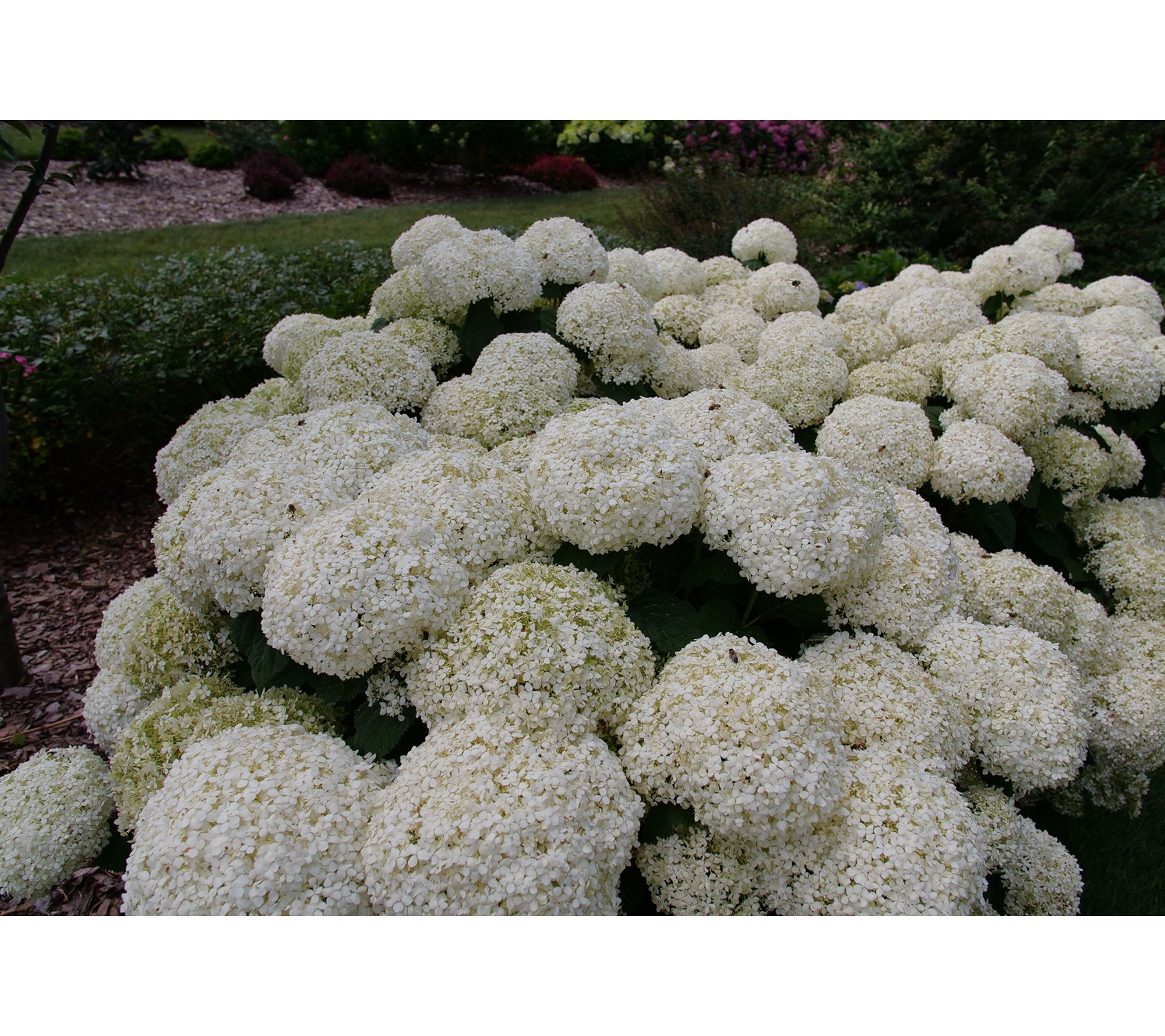 Roberta's 1 pc. Storm Proof Incrediball Hydrangea