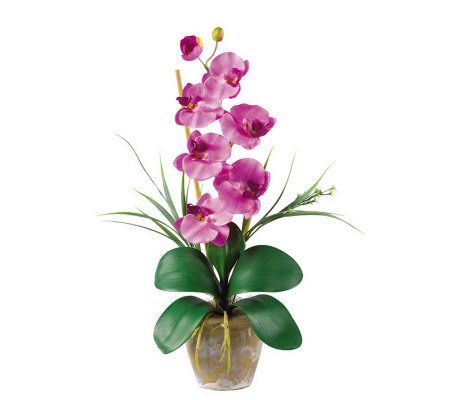 Phalaenopsis Orchid Flower Arrangement byNearlyNatural