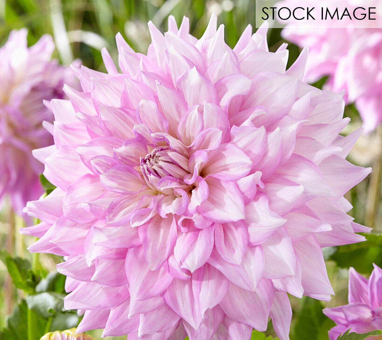Van Zyverden Dahlias Almand's Joy Set of 5 Bulb s