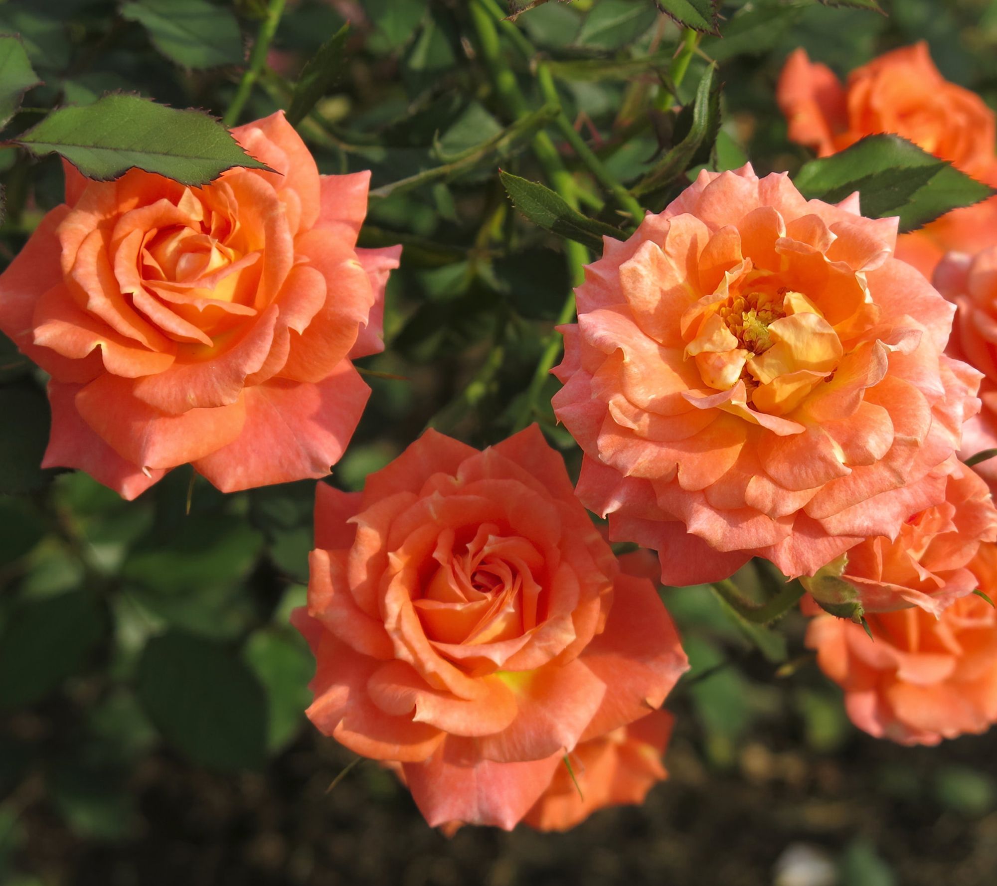 Cottage Farms Sunset Orange Shrub Rose
