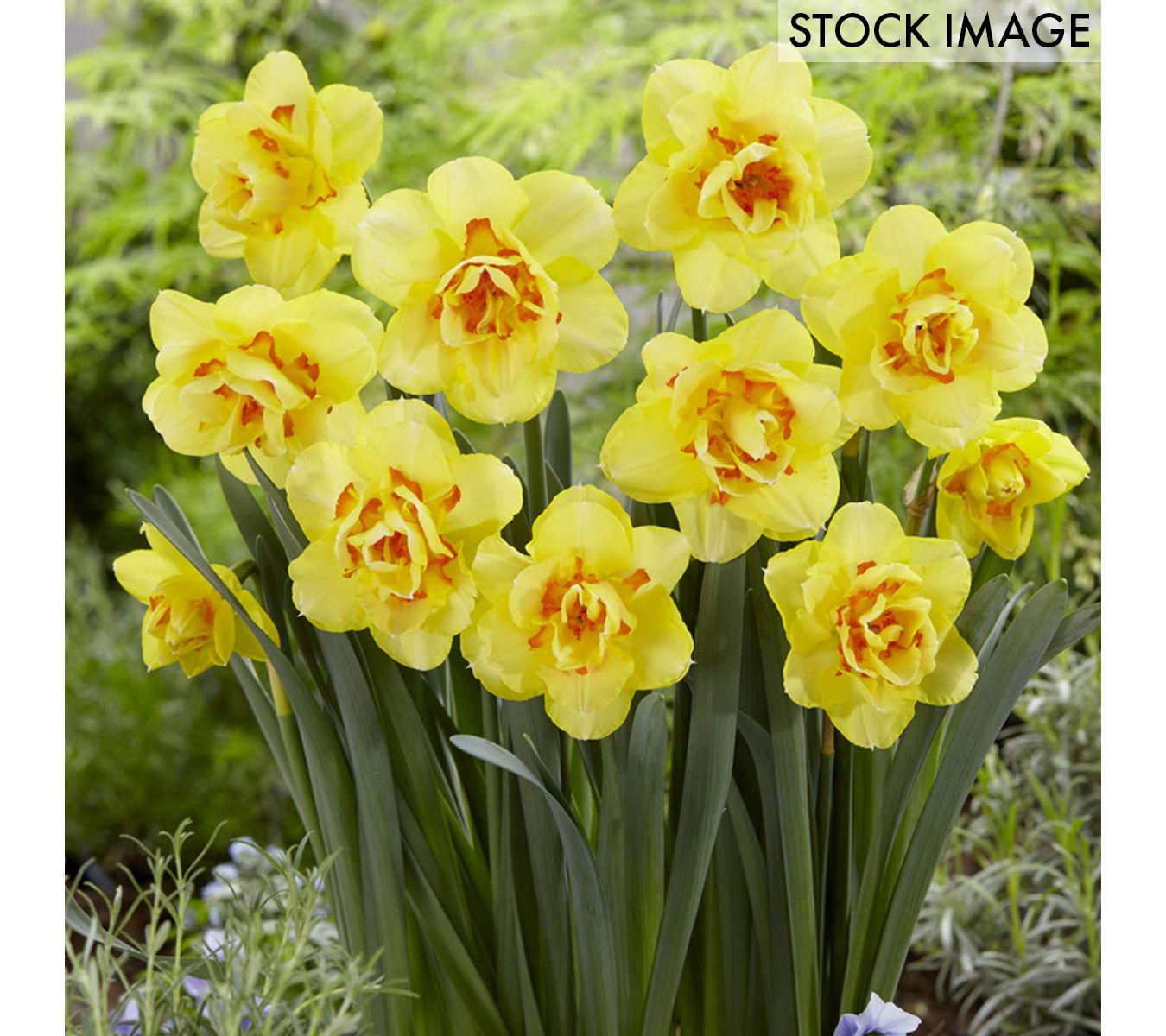 Van Zyverden Daffodils Tahiti Set of 12 Bulbs - QVC.com