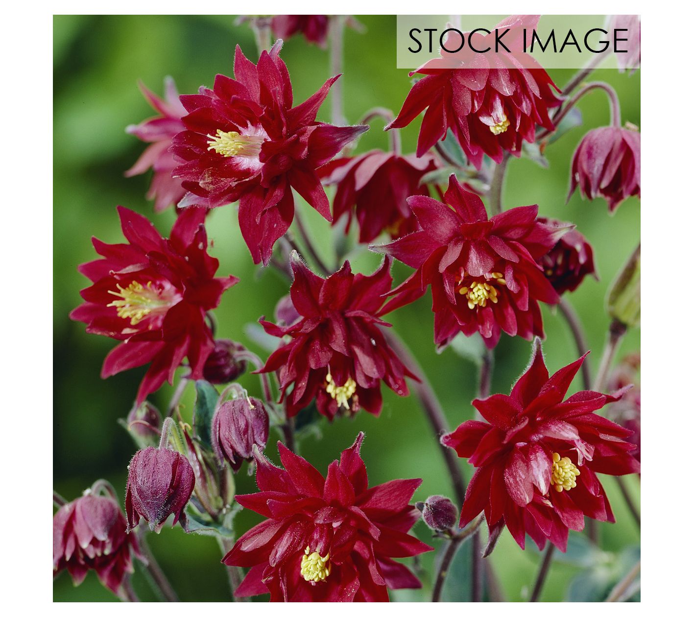 Van Zyverden Aquilegia Columbine Ruby Port Setof 5 Roots