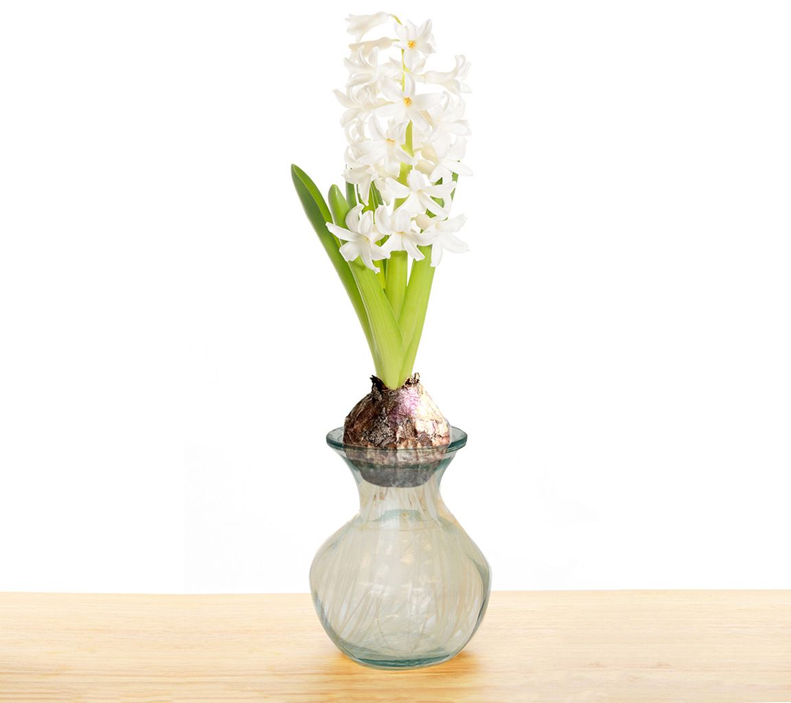 Van Zyverden Hyacinth Kit White With Clear Artisan Glass