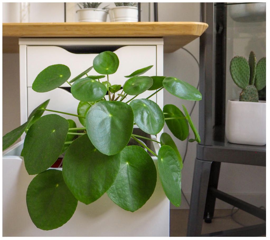 Cottage Farms Chinese Money Plant