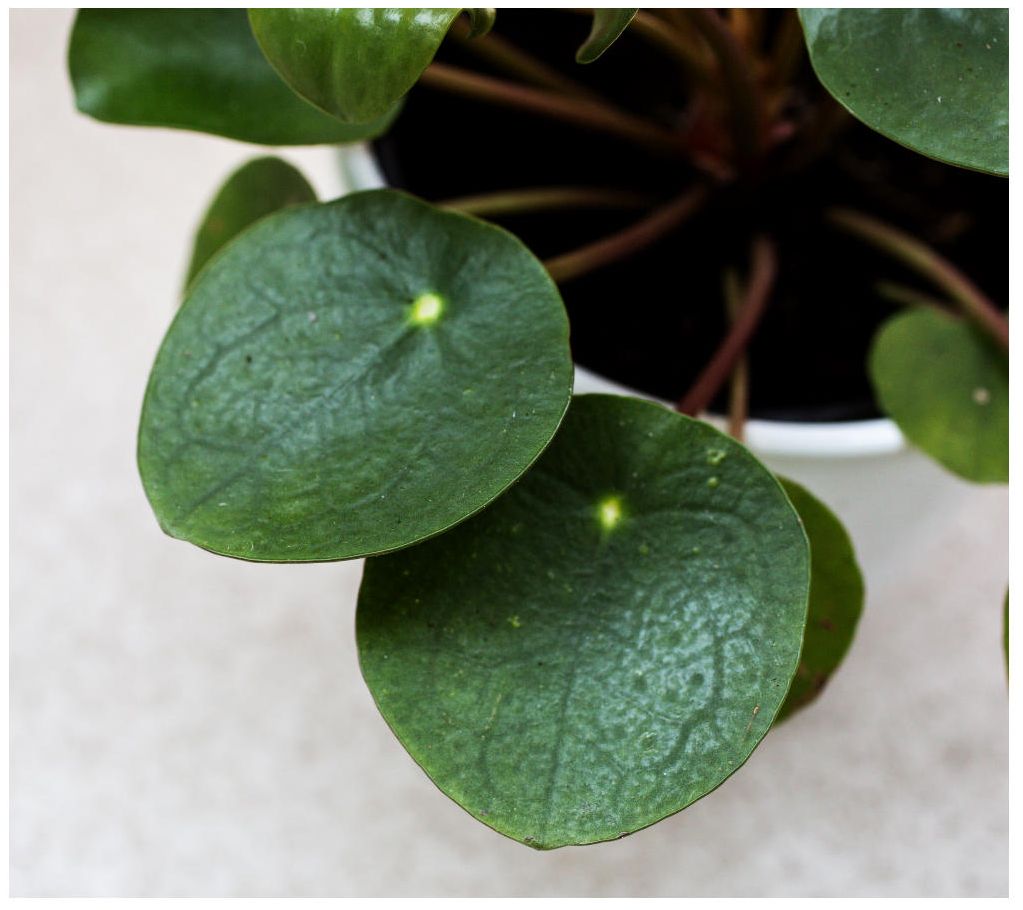 Cottage Farms Chinese Money Plant