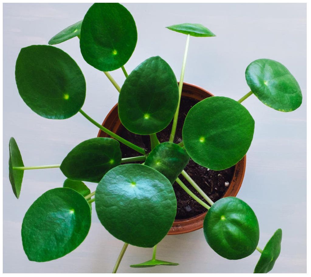 Cottage Farms Chinese Money Plant