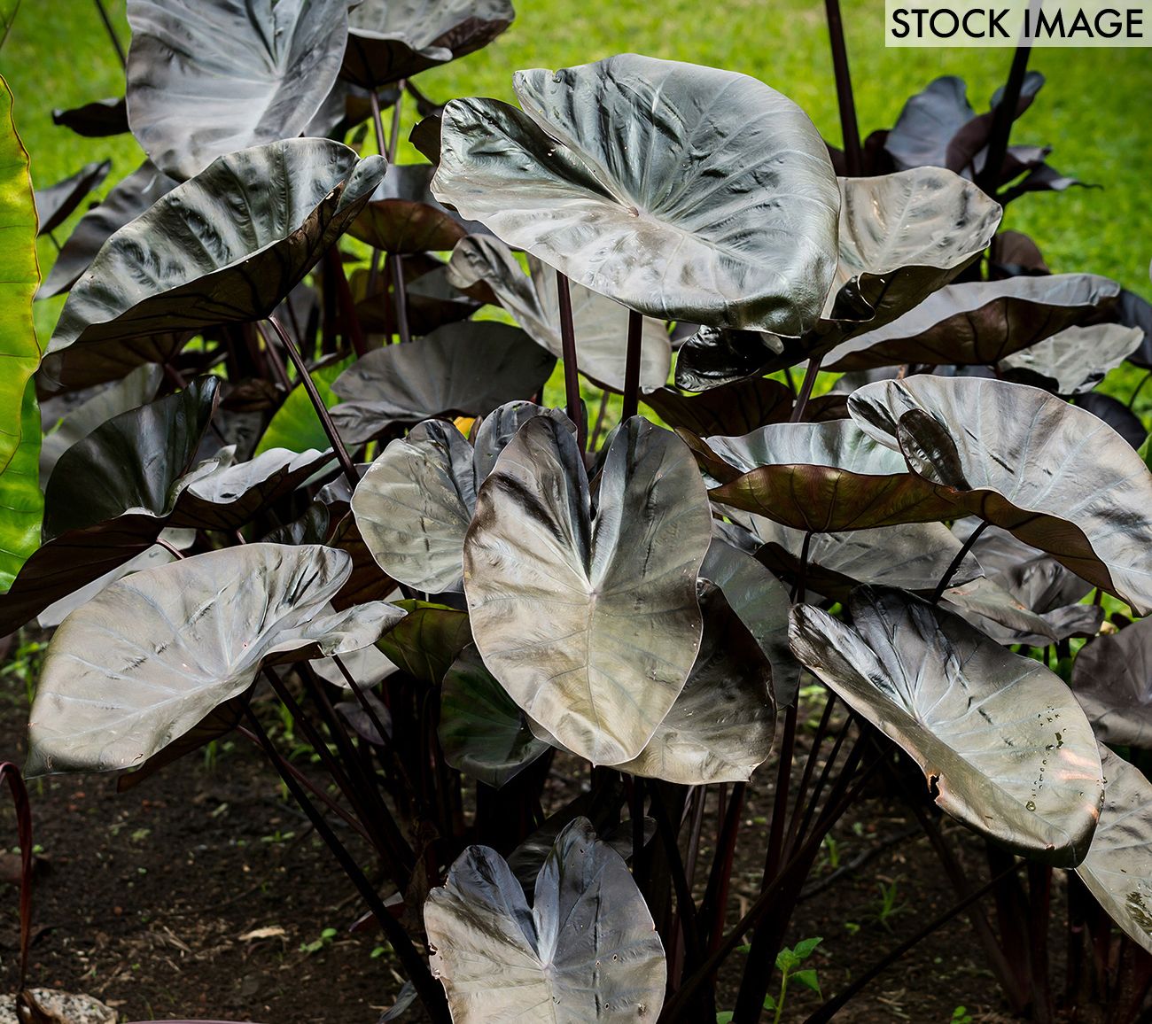 Van Zyverden Elephant Ears Kona Coffee Set of 1Bulb