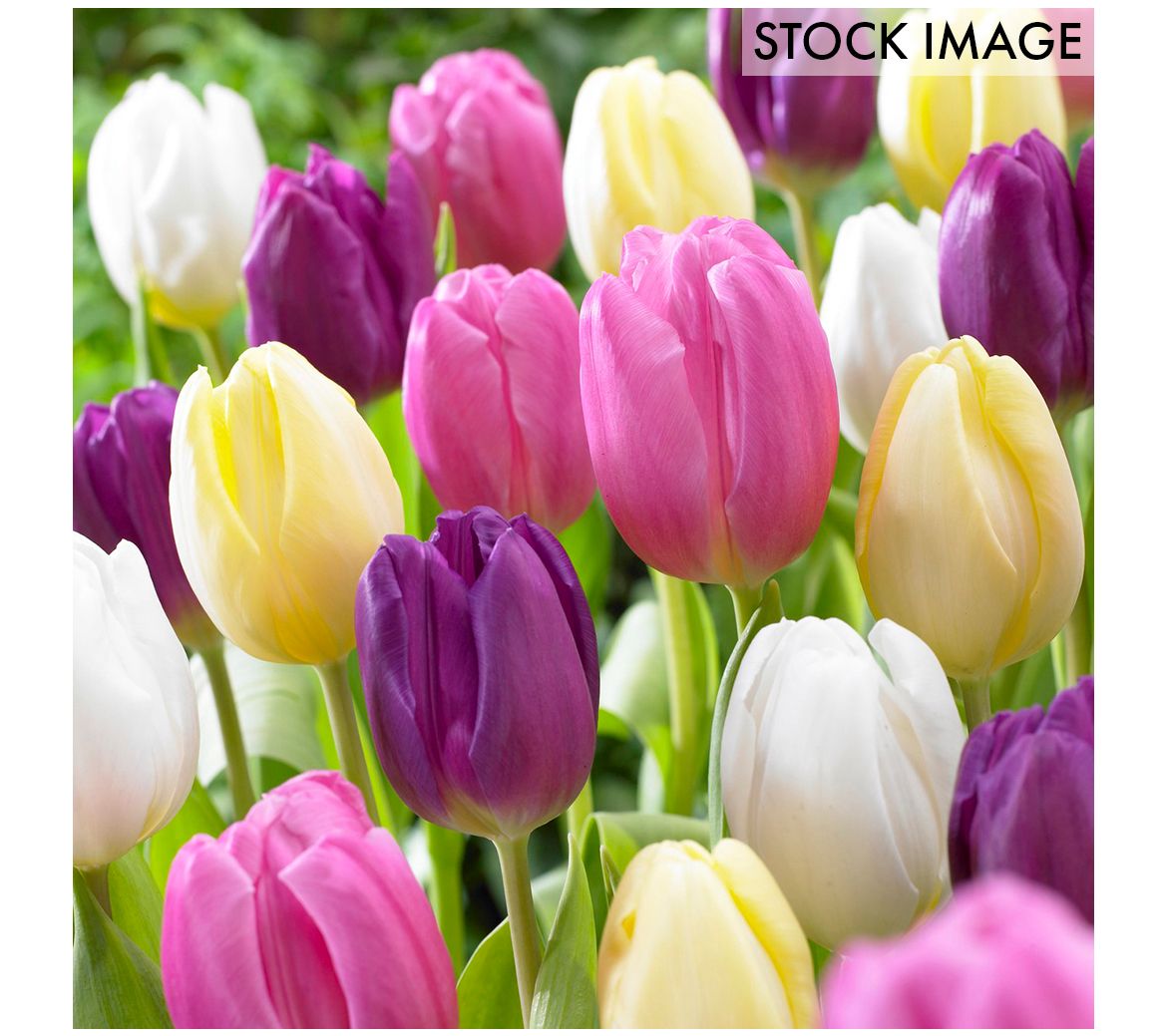 Van Zyverden Tulips Easter Basket Mixture Set of 15 bulbs