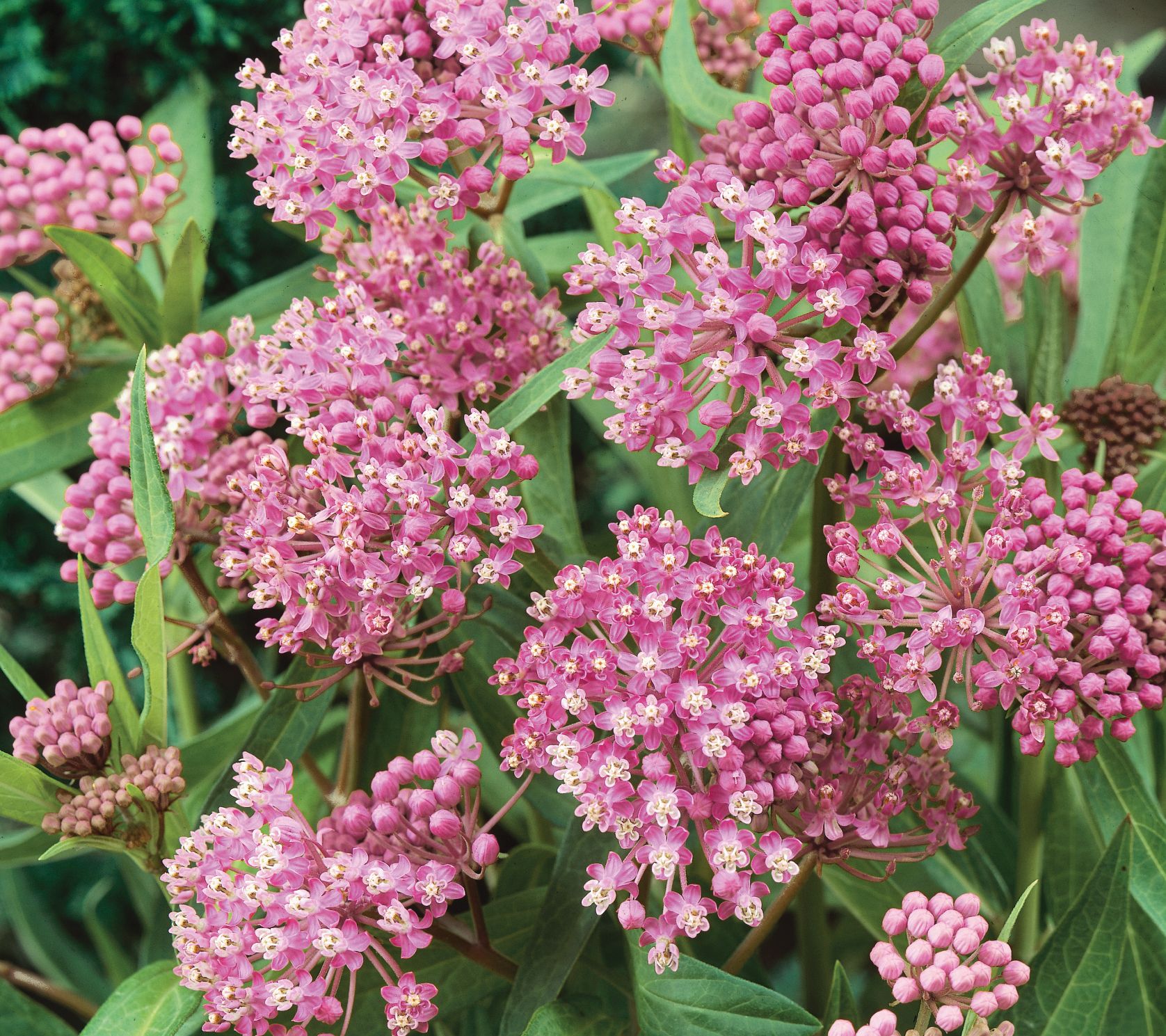 Roberta's 3-pc Asclepias Butterfly Bouquet Collection - QVC.com