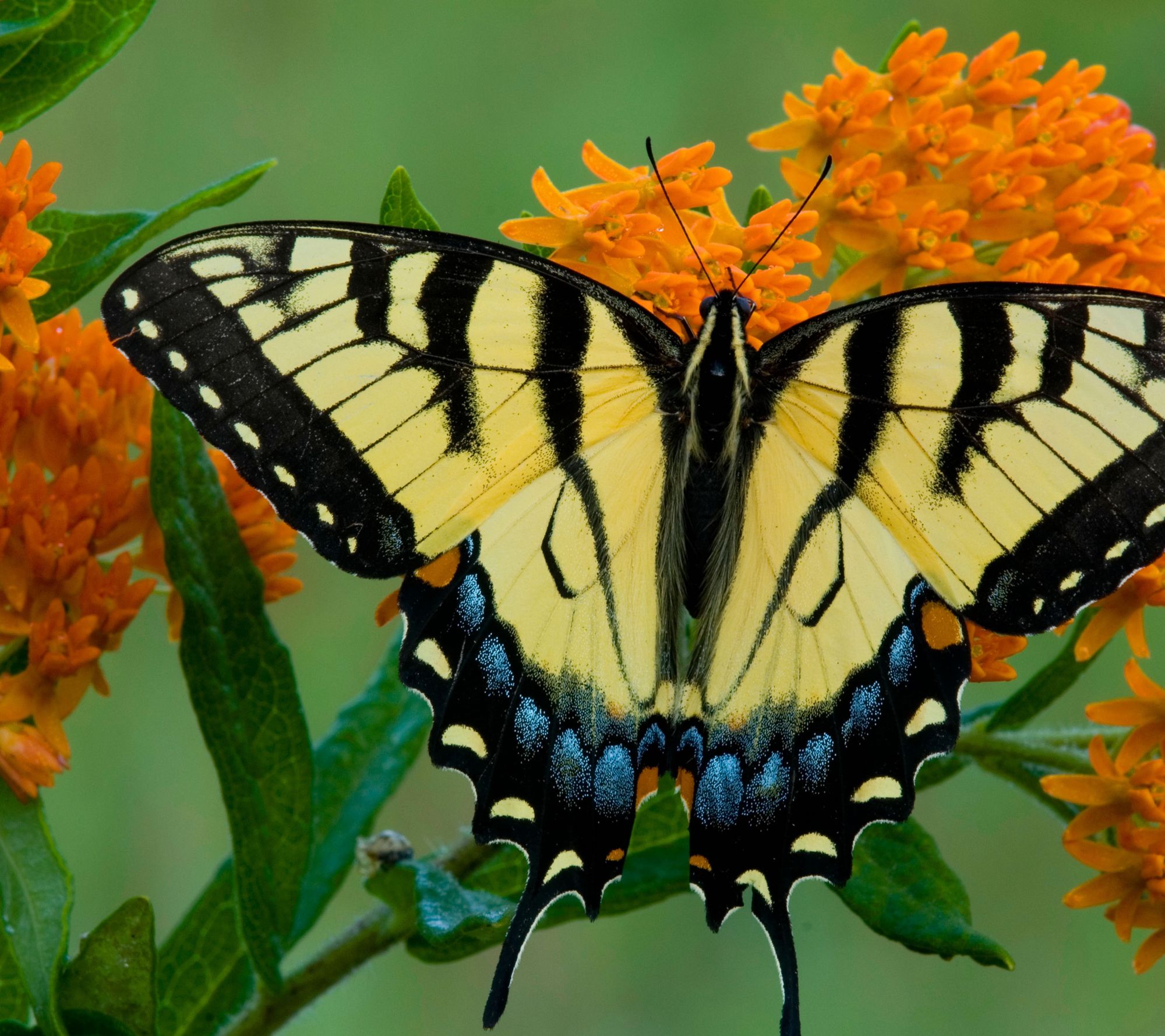 Roberta's 3-pc Asclepias Butterfly Bouquet Collection - QVC.com