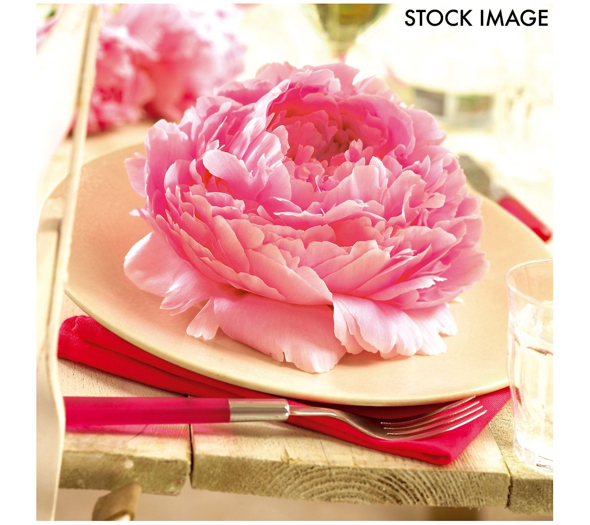 Van Zyverden Peonies Sarah Bernhardt Set of 3 Mammoth Roots