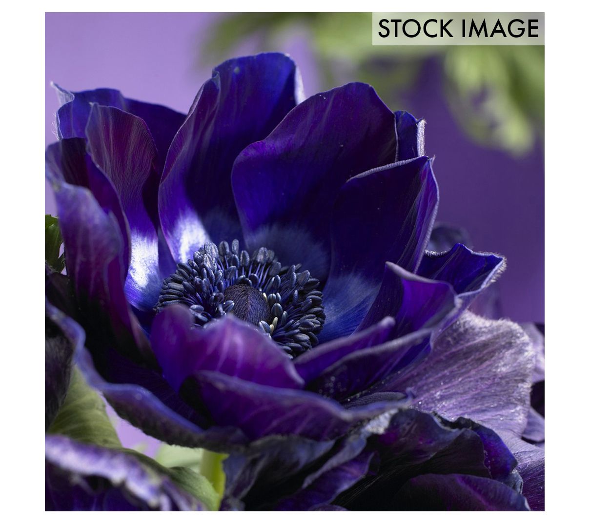 Van Zyverden Wind Flowers Anemones Darkest Blue 10 Blbs - QVC.com