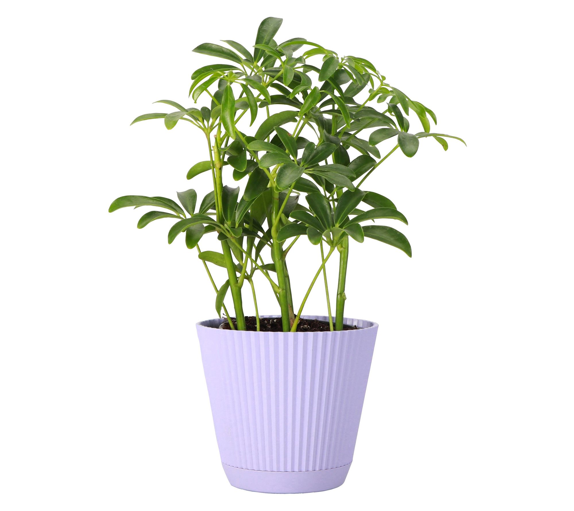 Thorsen's Greenhouse Live 4" Arboricola Plant in Ruffle Pot