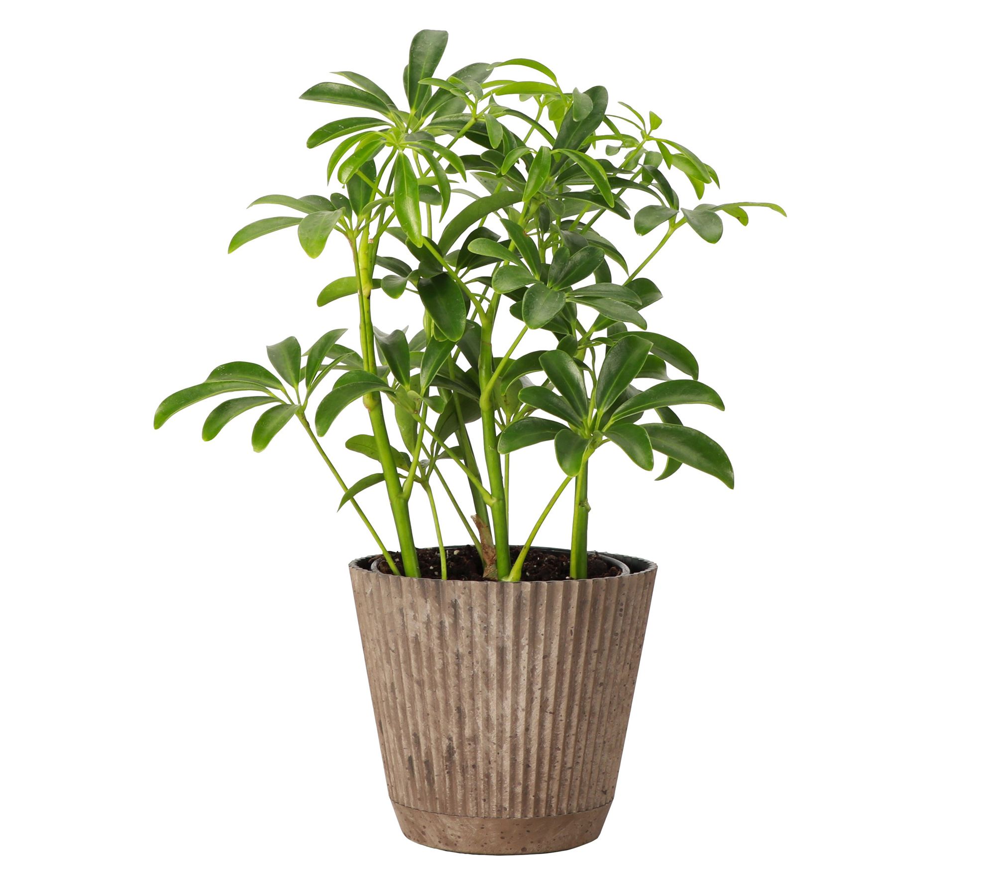 Thorsen's Greenhouse Live 4" Arboricola Plant in Ruffle Pot