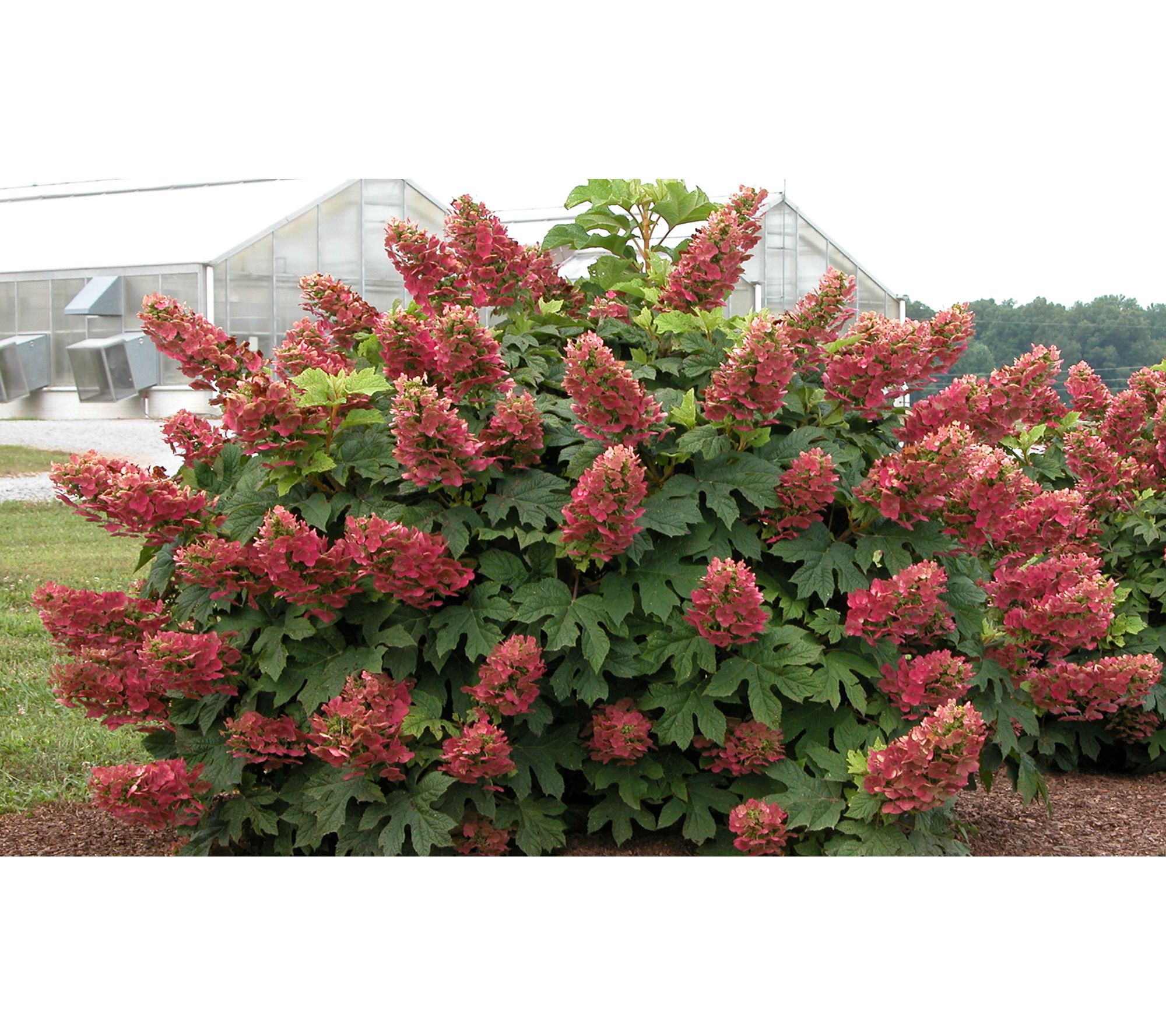 Roberta's 1 pc. Ruby Slippers Oakleaf Hydrangea