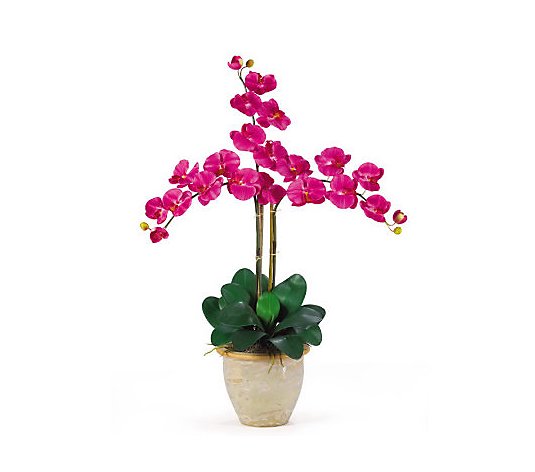 Phalaenopsis Orchid Arrangement byNearly Natural