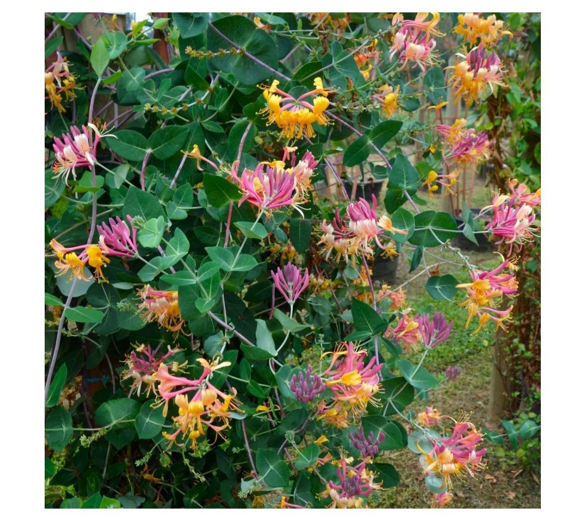 Cottage Farms Peaches and Cream Honeysuckle