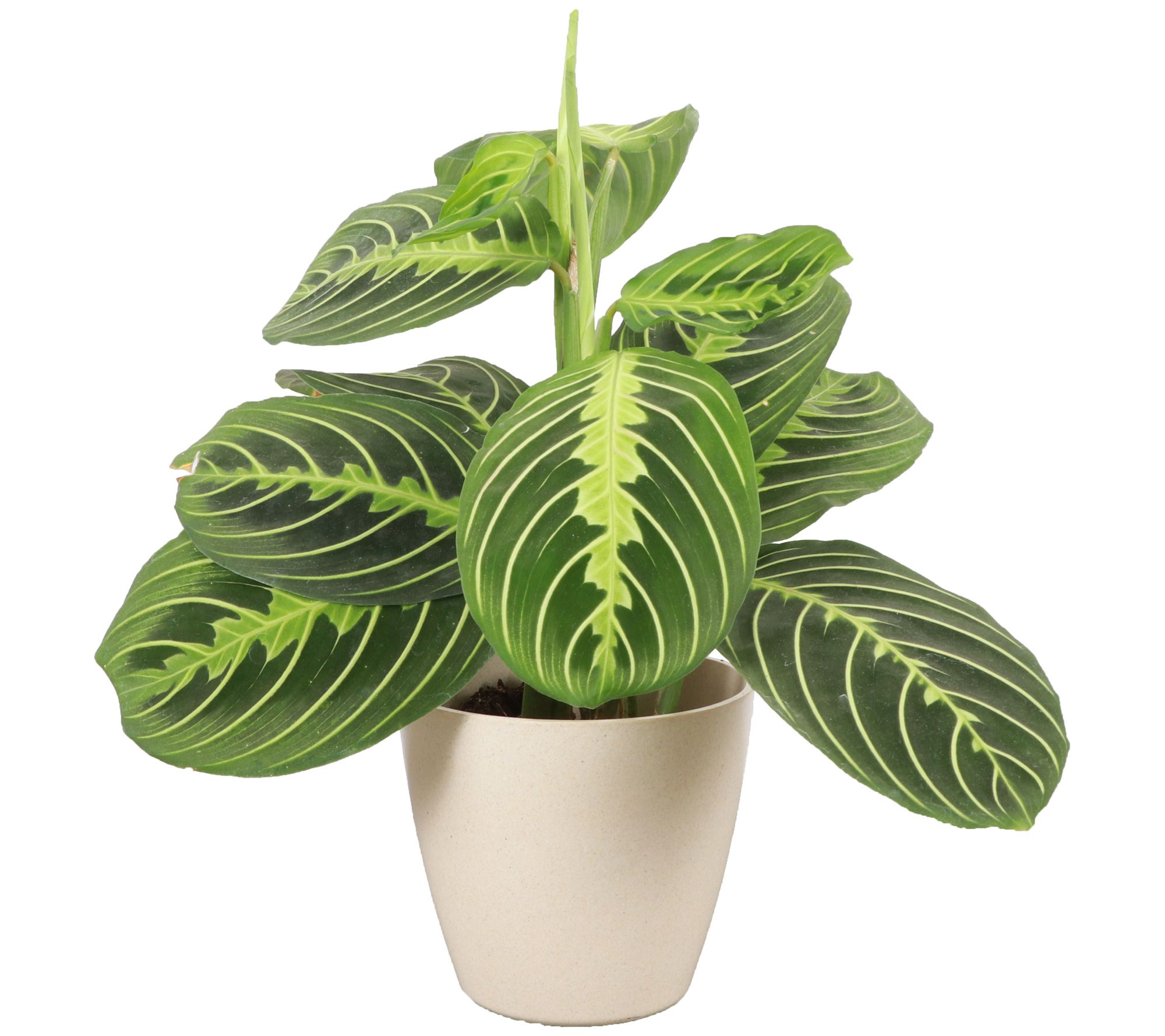 Thorsen's Greenhouse Live Lemon Maranta in Biodegradable Pot