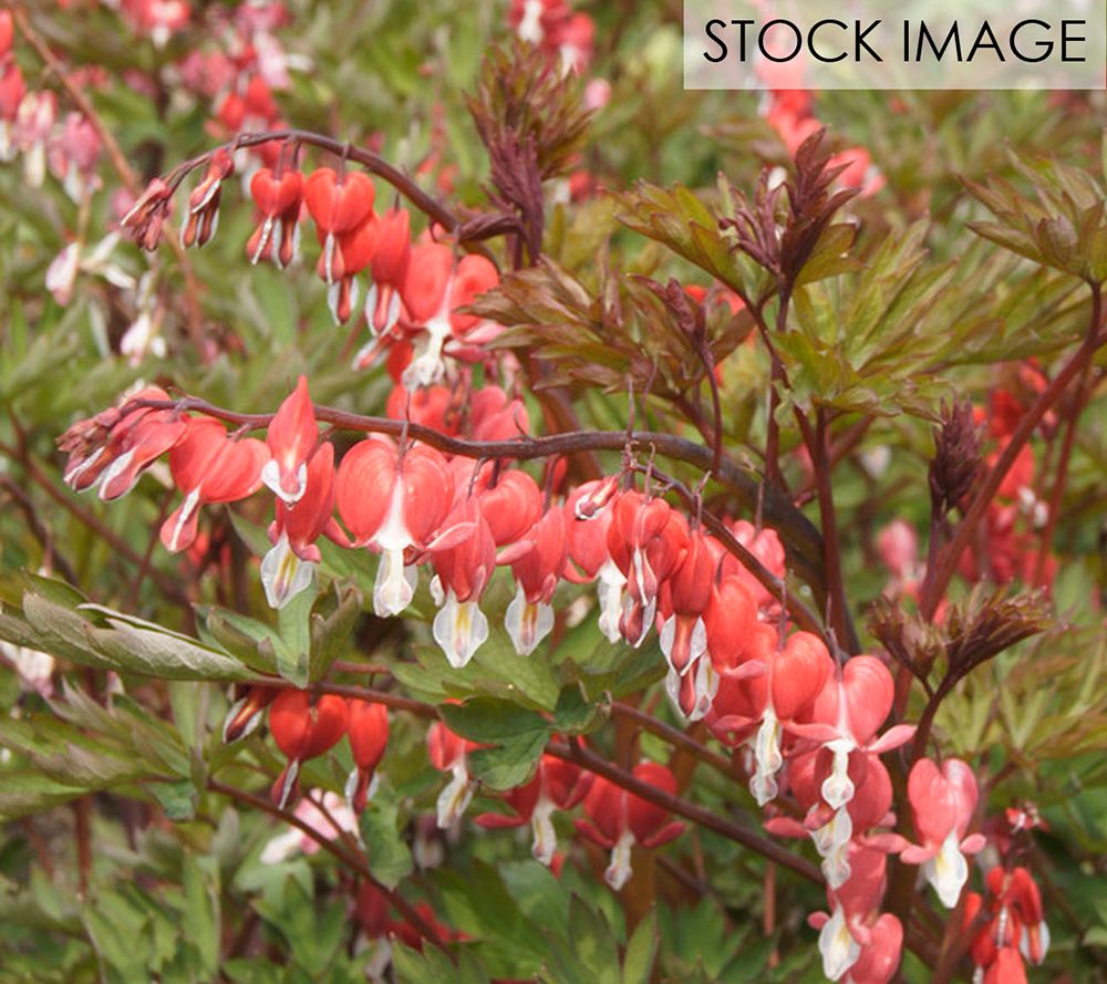 Van Zyverden Bleeding Hearts Valentine Set of 2Roots