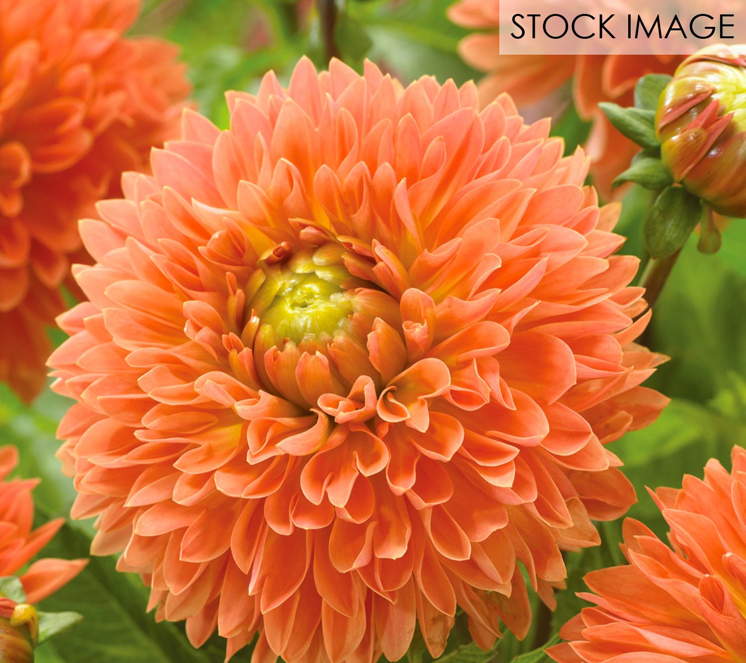 Van Zyverden Dahlias Orange Impact Set of 5 Bul bs
