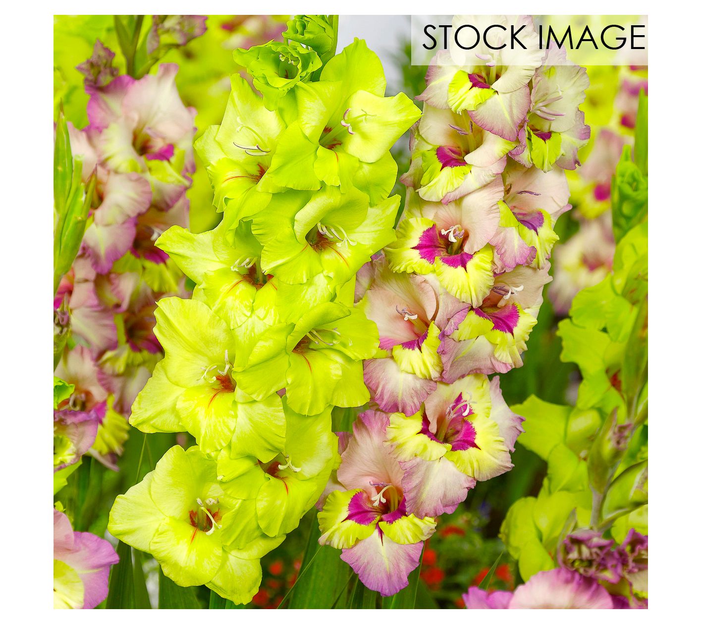Van Zyverden Gladiolus Emerald Snow Blend Set of 15 Bulbs