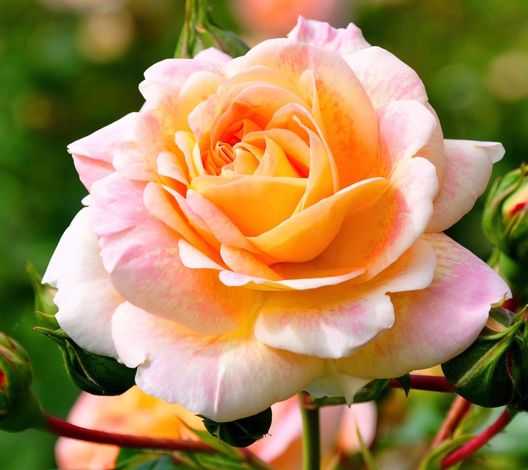 Cottage Farms Pink Lemonade Rose