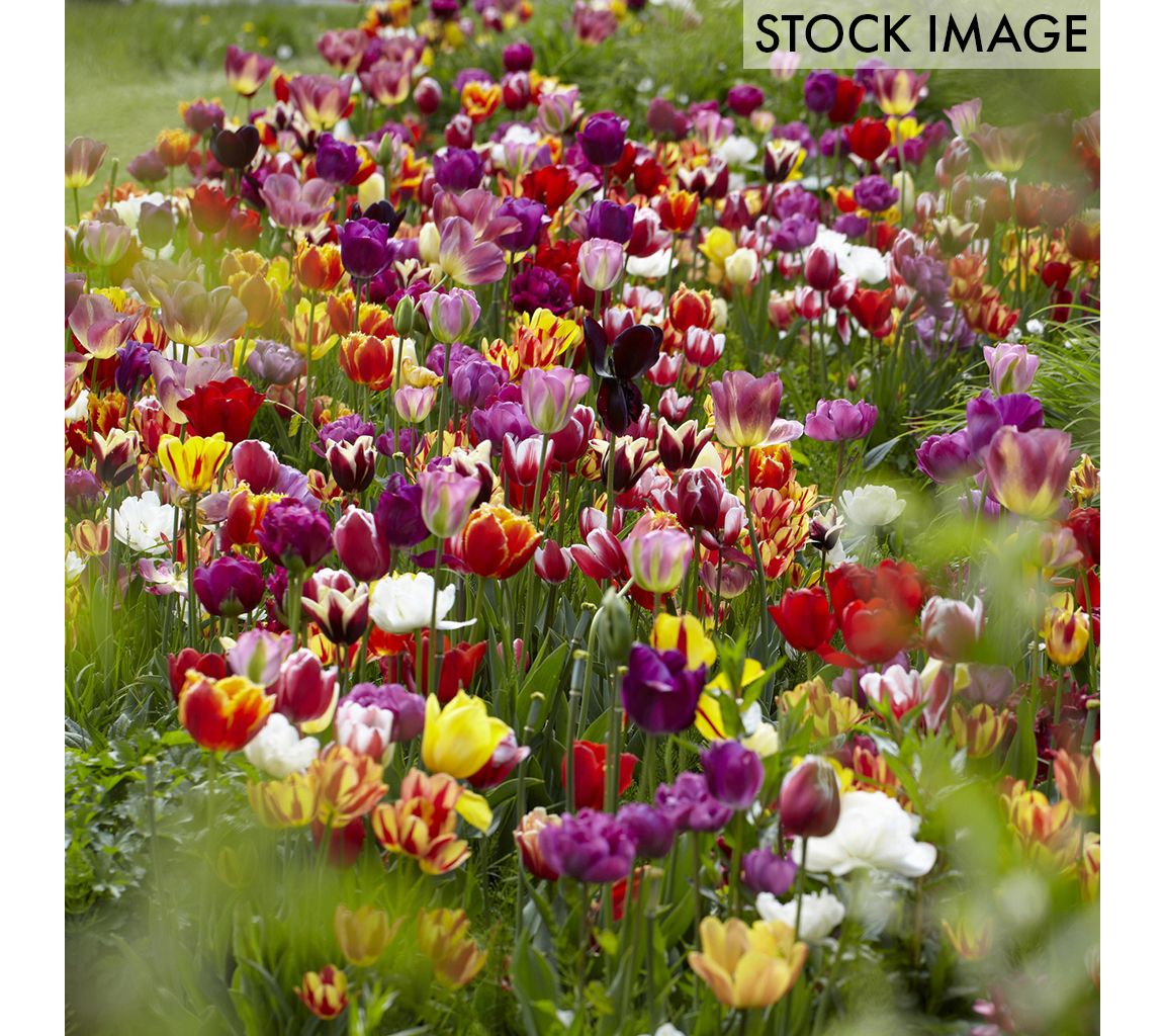 Van Zyverden Tulips Economy Medley Of Varieties25 Bulbs